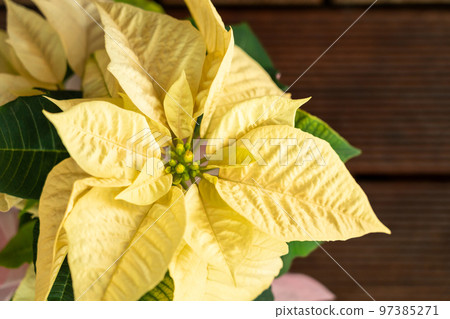 一品紅聖誕形象 一品紅聖誕形象 97385271