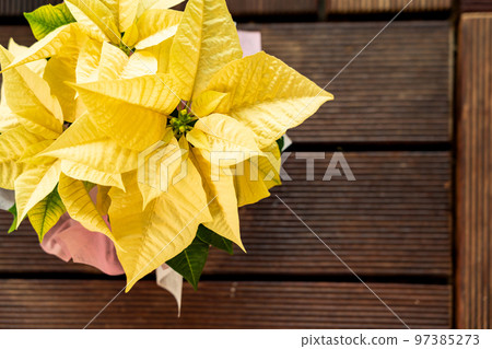poinsettia christmas image poinsettia christmas image 97385273