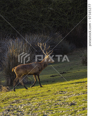 Deer in Donana National Park in Spain A UNESCO World Heritage Site Deer in Donana National Park in Spain A UNESCO World Heritage Site 97385277