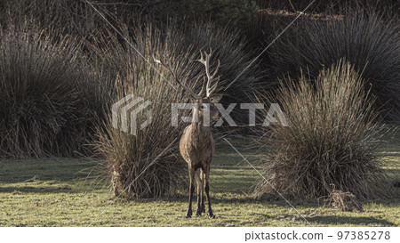 Deer in Donana National Park in Spain A UNESCO World Heritage Site 97385278