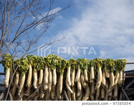 Radish and winter sky 97385854
