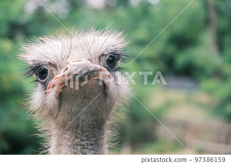 Portrait of an ostrich looking into the camera against the backdrop of greenery in the wild, close-up. Portrait of an ostrich looking into the camera against the backdrop of greenery in the wild, close-up. 97386159