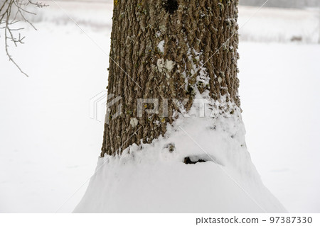 The trunk of a deciduous tree and covered with snow in winter 97387330