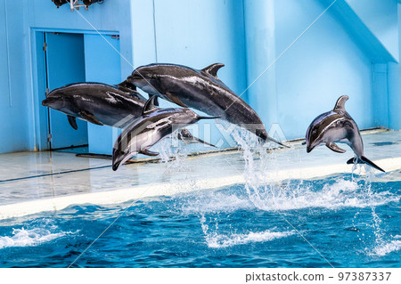 Hakkeijima dolphin show 97387337