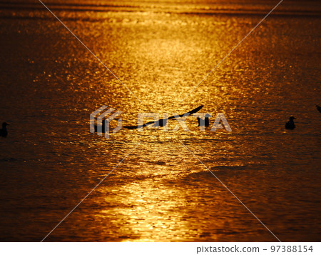 birds sunset lake 97388154