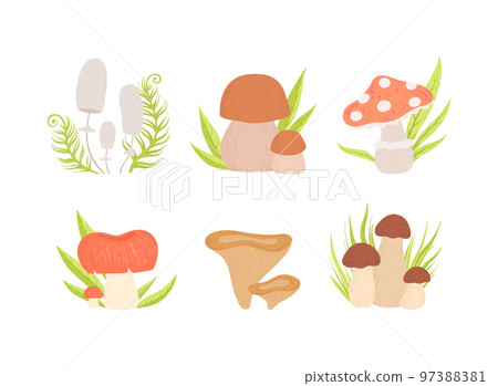 Forest Mushrooms with Stem and Cap Growing in Green Grass Vector Set Forest Mushrooms with Stem and Cap Growing in Green Grass Vector Set 97388381