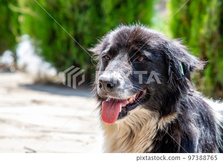 breed dog breed dog 97388765