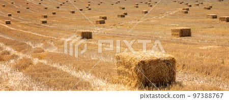 after harvest after harvest 97388767