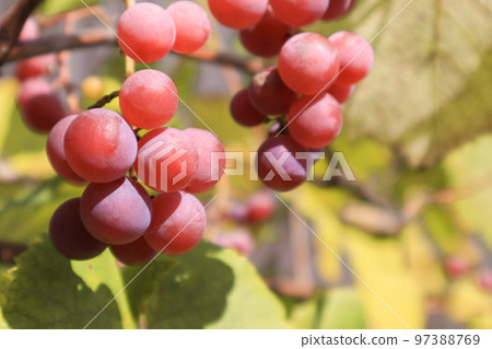 Pink Grapes Growing On Field. Bunch of pink grapes. Ripe red wine grapes. Pink Grapes Growing On Field. Bunch of pink grapes. Ripe red wine grapes. 97388769