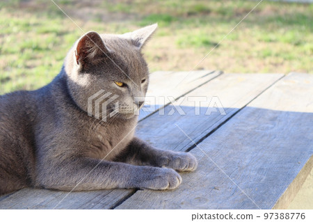 Portrait of a gray cat. Scottish Cat sitting on the wooden bench. Playful British Short Hair cat lying on garden decking 97388776