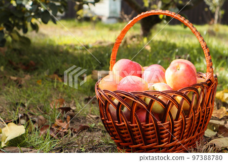 Organic Organic Apples in the Basket. Orchard. Garden. Harvested red apples in a basket Organic Organic Apples in the Basket. Orchard. Garden. Harvested red apples in a basket 97388780