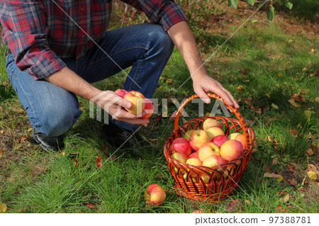 Man Giving Basket Full Of Apples In Orchard. Basket with red apples in hands at sunset field garden. Farmer with fruit . Agriculture concept. Man Giving Basket Full Of Apples In Orchard. Basket with red apples in hands at sunset field garden. Farmer with fruit . Agriculture concept. 97388781