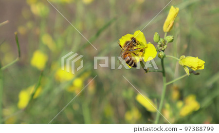 Bee on a arugula flower against a blurry background. Selective focus of a bee pollinating on a yellow blossomed perennial wall-rocket flower Bee on a arugula flower against a blurry background. Selective focus of a bee pollinating on a yellow blossomed perennial wall-rocket flower 97388799