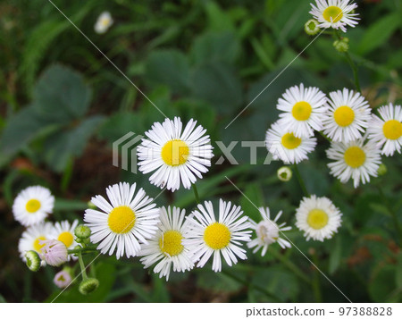Chamomile daisy flower. Closeup macro shot with shallow depth of field and green blurry background. Close-up of white daisy flowers Chamomile daisy flower. Closeup macro shot with shallow depth of field and green blurry background. Close-up of white daisy flowers 97388828