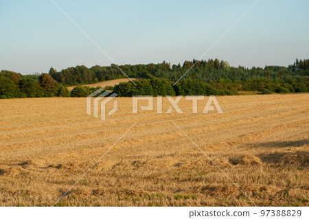 Wheat farm field at harvest. Rural landscape. Golden harvest of wheat in evening. Wheat farm field at harvest. Rural landscape. Golden harvest of wheat in evening. 97388829