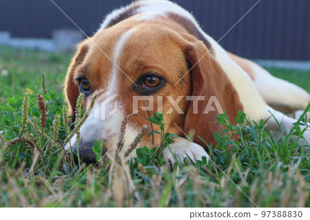 A cute dog beagle is lying on the green grass in a summer meadow A cute dog beagle is lying on the green grass in a summer meadow 97388830