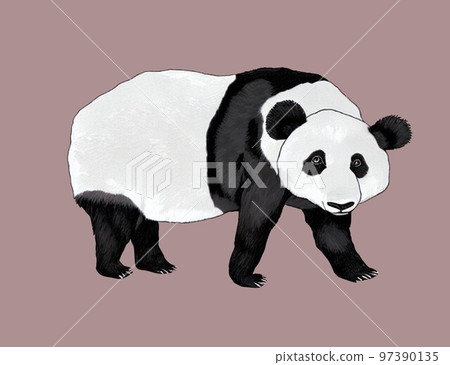 panda bear panda bear 97390135