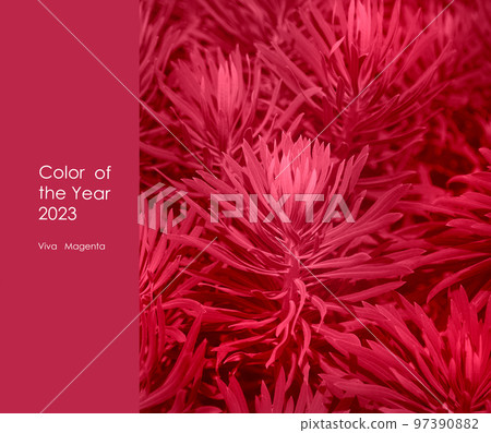Viva magenta color of the year 2023. 97390882