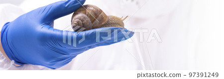 A scientist takes mucin from a snail in a test tube. Study of the properties of snail mucin. The use of snail mucus in cosmetology. Skin care and beauty concept 97391249