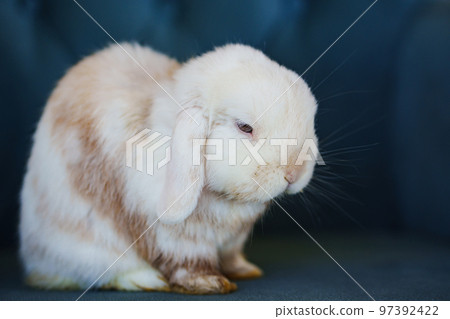 a cute fluffy dwarf rabbit sits on a blue chair. a cute fluffy dwarf rabbit sits on a blue chair. 97392422
