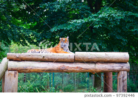 bengal tiger laying down in trees bengal tiger laying down in trees 97392446