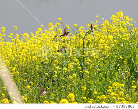 A flock of happy sparrows in a field of rapeseed flowers 97392862