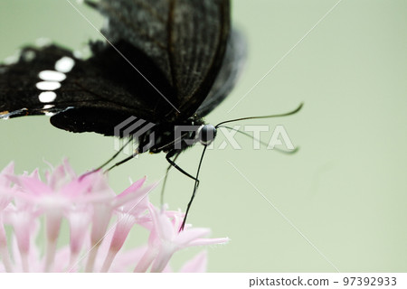 White-tailed swallowtail perched on a flower and sucking nectar 97392933