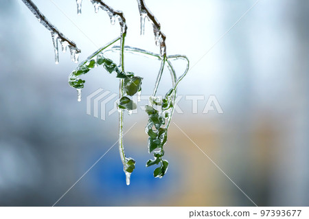 Icicles on icy tree branches. temperature swing season and winter weather in autumn Icicles on icy tree branches. temperature swing season and winter weather in autumn 97393677