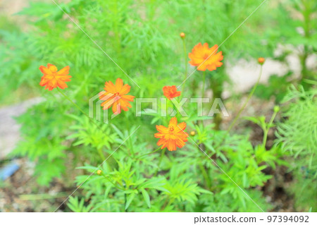 Marigold flower 97394092