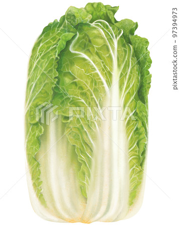 一顆大白菜清新可口的寫實味道手繪插畫 97394973