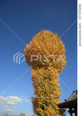 A tall mushroom-shaped ginkgo tree near the shrine A tall mushroom-shaped ginkgo tree near the shrine 97395090
