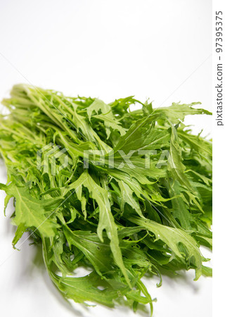 Freshly picked mizuna 97395375