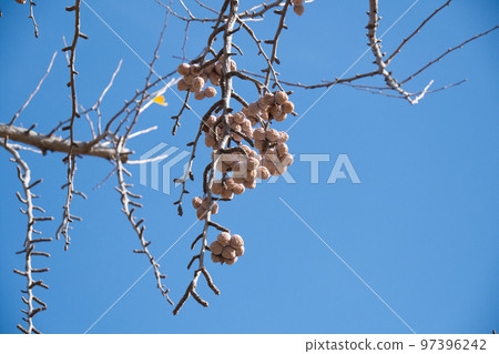 Ginkgo that becomes a tree Ginkgo that becomes a tree 97396242