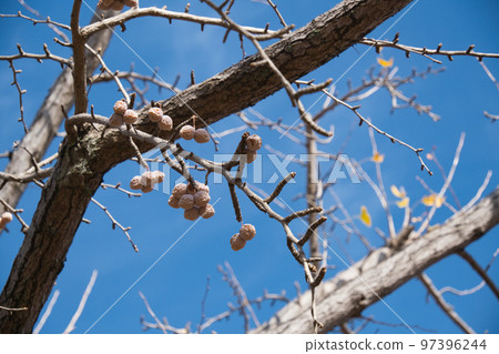 Ginkgo that becomes a tree Ginkgo that becomes a tree 97396244