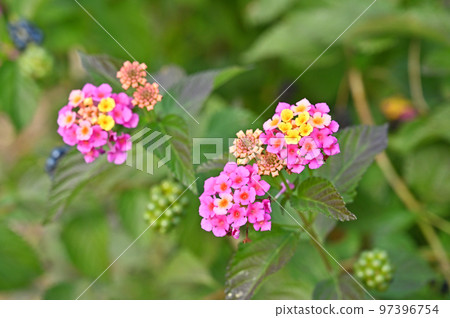 植物，馬纓丹馬鞭草科 97396754