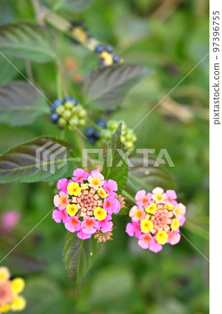 Plant, Lantana Verbenaceae Plant, Lantana Verbenaceae 97396755