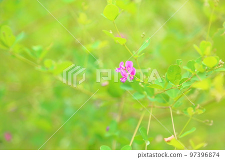 萩花 萩花 97396874