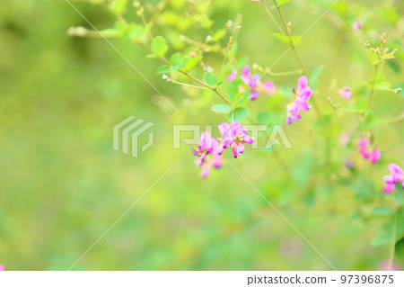 萩花 萩花 97396875