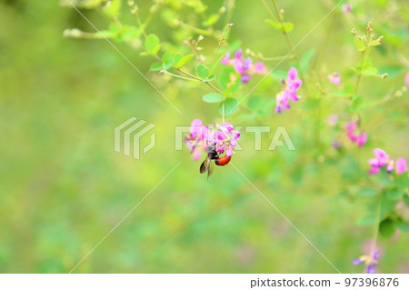 萩花 萩花 97396876
