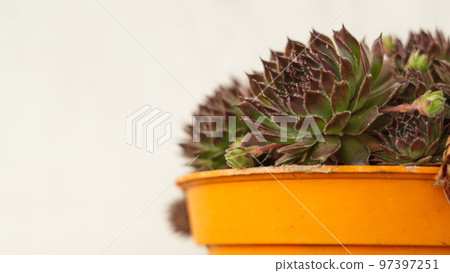 blue wing cocktail 97397251