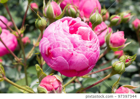 玫瑰【品種：Pomponella】 97397344