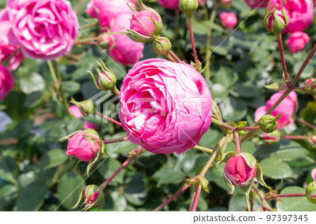 Rose [Variety: Pomponella] 97397345
