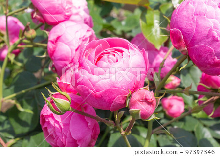 玫瑰【品種：Pomponella】 97397346