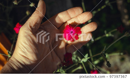 hand with yellow flowers 97397367