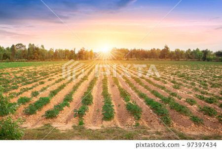 row of cassava tree in field. Growing cassava, young shoots growing. The cassava is the tropical food plant,it is a cash crop in Thailand. This is the landscape of cassava plantation in the Thailand. 97397434
