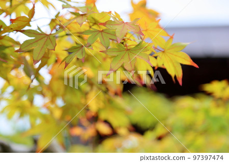 Colored leaf of maple Colored leaf of maple 97397474