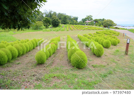 refreshing kochia refreshing kochia 97397480