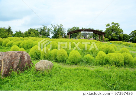 refreshing kochia refreshing kochia 97397486