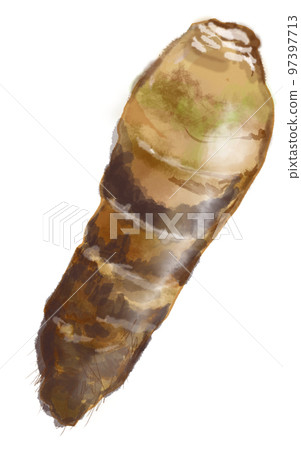 Everyday food series: bamboo shoots 97397713