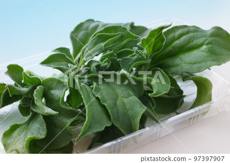 Ice Plant Siona 97397907